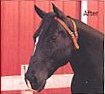 The Miracle Collar eliminates the need and expense of other anti-cribbing products like paints, sprays, straps, etc.